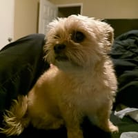 Bryant's dog, Lola