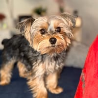 Larhonda's dog, Epic