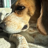 Lucia's dog